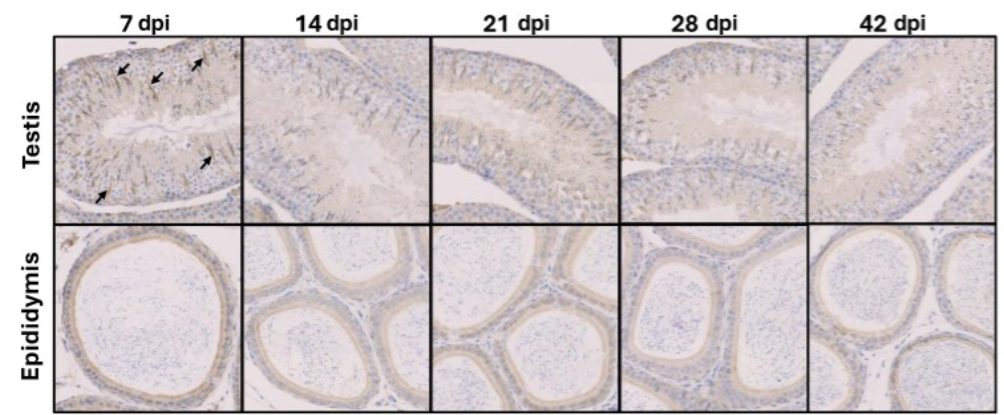 Responsive Image For Website 13 (Mobile 0 Breakpoint) Image For Website 13 (Desktop 0 Breakpoint) 